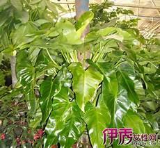 究极绿宝石长鼻叶
