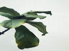 花季～打一数字