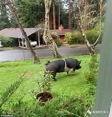 300头养猪场建设成本