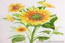 向日葵素描画法步骤图